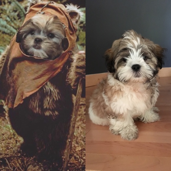 Meet your Posher, Lax Madre - Picture 6 of 6